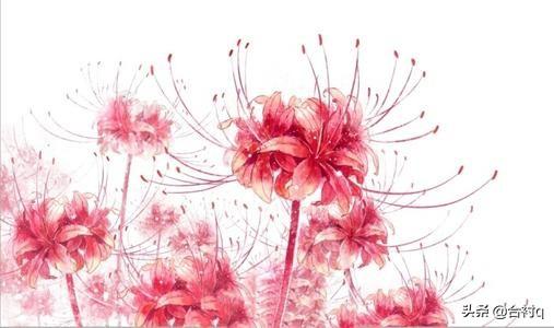 彼岸花开开彼岸（彼岸花开开彼岸下一句是什么）